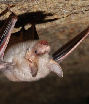 У-диких-бразильських-кажанів-виявили-новий-вид-коронавірусу:-чим-він-небезпечний