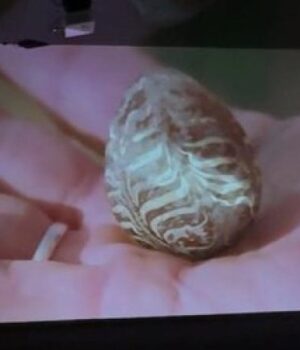 У-волинському-музеї-презентували-виставку-з-3d-мапінгом-та-експонатом-xii-століття.-ВІДЕО У-волинському-музеї-презентували-виставку-з-3d-мапінгом-та-експонатом-xii-століття.-ВІДЕО