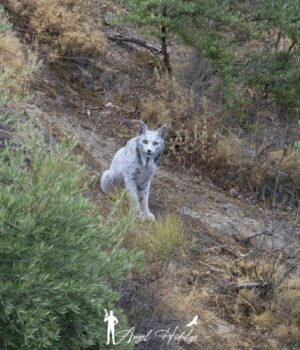 В-Іспанії-фотограф-вперше-в-історії-зафільмував-рідкісну-білу-рись-у-дикій-природі В-Іспанії-фотограф-вперше-в-історії-зафільмував-рідкісну-білу-рись-у-дикій-природі