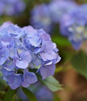 Як захистити-гортензії-від-заморозків:-5 важливих-кроків,-які-необхідно-зробити-восени Як захистити-гортензії-від-заморозків:-5 важливих-кроків,-які-необхідно-зробити-восени