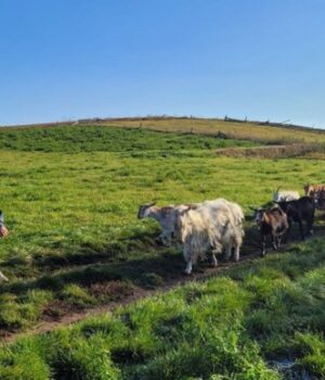 Волинянин-вирощує-130-кіз.-ВІДЕО Волинянин-вирощує-130-кіз.-ВІДЕО