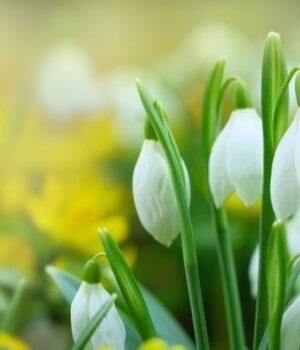 9 зимових-рослин,-які-квітнуть-навіть-у мороз:-як додати-барв-у сад 9 зимових-рослин,-які-квітнуть-навіть-у мороз:-як додати-барв-у сад