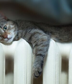 Опалення-у-листопаді-в-Луцьку-не-вимикатимуть,-–-«Луцьктепло» Опалення-у-листопаді-в-Луцьку-не-вимикатимуть,-–-«Луцьктепло»