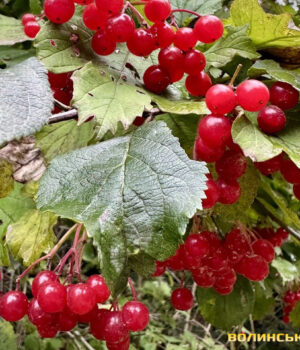 Яким-буде-початок-листопада-на-Волині.-Прогноз-погоди Яким-буде-початок-листопада-на-Волині.-Прогноз-погоди