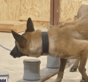 Розлука-та-щасливе-повернення:-історія-прикордонника-Дениса-та-його-собаки-Джиллі Розлука-та-щасливе-повернення:-історія-прикордонника-Дениса-та-його-собаки-Джиллі