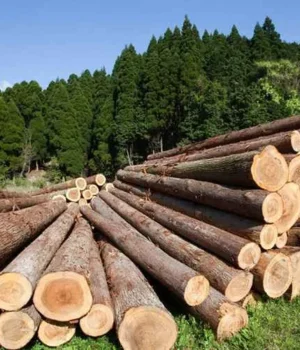 Україна заборонила експорт необробленої деревини