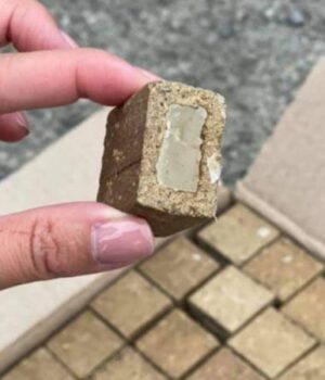 На-Волині-розкидали-понад-300-тисяч-доз-вакцин-від-сказу-для-диких-тварин На-Волині-розкидали-понад-300-тисяч-доз-вакцин-від-сказу-для-диких-тварин