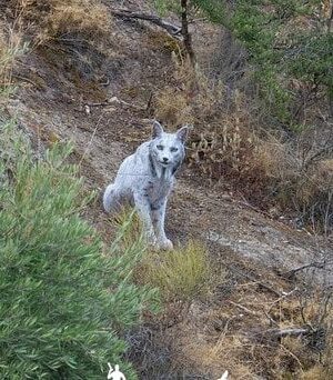Фотопастка-вперше-зняла-“білого-привіда”-середземноморського-лісу