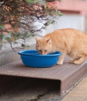 Чому-кіт-постійно-перевертає-свою-миску-з-водою:-експерти-попередили-про-серйозні-причини