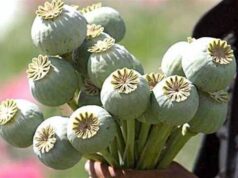 Волинянка, яка сіяла мак біля дому, ризикувала сісти на три роки Волинянка,-яка-сіяла-мак-біля-дому,-ризикувала-сісти-на-три-роки