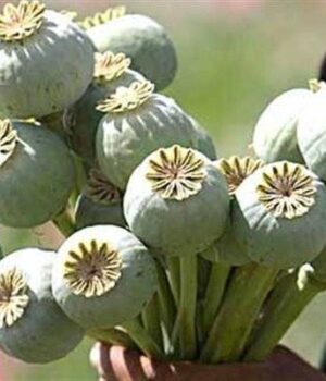 Волинянка,-яка-сіяла-мак-біля-дому,-ризикувала-сісти-на-три-роки