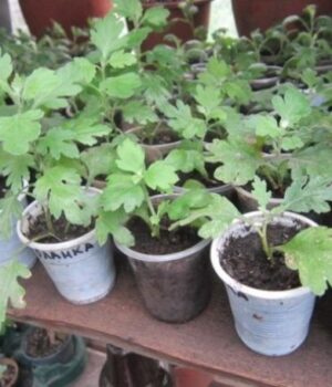 Як розмножити-хризантеми:-живцювання-квітів-восени