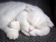 Чому кішка раптово починає спати в незвичних місцях: ветеринар назвав 7 причин Чому-кішка-раптово-починає-спати-в-незвичних-місцях:-ветеринар-назвав-7-причин
