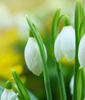 9-зимових-рослин,-які-квітнуть-навіть-у-мороз:-як-додати-барв-у-сад