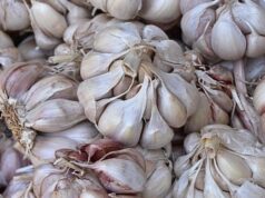 Коли найкраще садити часник та цибулю: сприятливі дні у листопаді Коли-найкраще-садити-часник-та-цибулю:-сприятливі-дні-у-листопаді