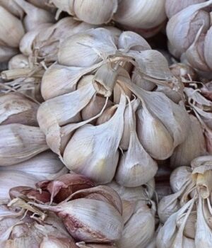 Коли-найкраще-садити-часник-та-цибулю:-сприятливі-дні-у-листопаді