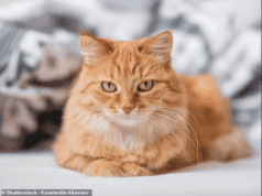 Жінці виписали шалений штраф за прогулянку кота у сусідському саду Жінці-виписали-шалений-штраф-за прогулянку-кота-у сусідському-саду