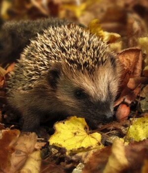 Українців-попередили-про-різку-зміну-погоди:-коли-чекати-на похолодання