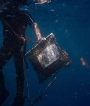 У-Греції-за-допомогою-мідій-вчені-виявляють-у-морі-мікропластик