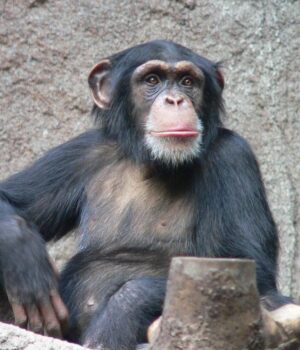 Перетворив-зоопарк-на-поле-бою:-як-один-шимпанзе-28-років-тому-вразив-учених Перетворив-зоопарк-на-поле-бою:-як-один-шимпанзе-28-років-тому-вразив-учених