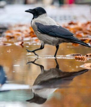 5-листопада-дощі-в-Україні-триватимуть:-де-буде-мокро 5-листопада-дощі-в-Україні-триватимуть:-де-буде-мокро