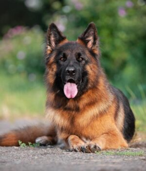 Які-собаки-є-найрозумнішими:-ветеринари-назвали-4-породи-“пухнастих-геніїв” Які-собаки-є-найрозумнішими:-ветеринари-назвали-4-породи-“пухнастих-геніїв”