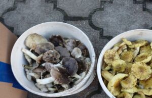 Скільки коштують зелениці і підзеленки на Волині: огляд цін на гриби Скільки-коштують-зелениці-і-підзеленки-на-Волині:-огляд-цін-на-гриби