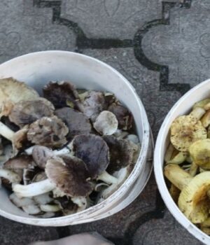 Скільки-коштують-зелениці-і-підзеленки-на-Волині:-огляд-цін-на-гриби Скільки-коштують-зелениці-і-підзеленки-на-Волині:-огляд-цін-на-гриби