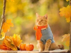 Погода в Україні 6 листопада: тепло до +15°C і сухо Погода-в-Україні-6-листопада:-тепло-до-+15°c-і-сухо