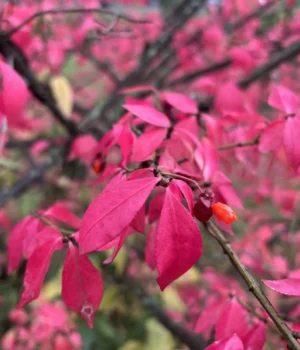 5454216426056449778_1.webp В Україну насувається антициклон Vianelde: прогноз погоди на 6 листопада