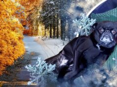 На Україну насуваються похолодання і мокрий сніг: названо дату На Україну-насуваються-похолодання-і мокрий-сніг:-названо-дату