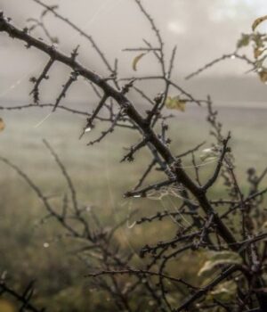 Якою-на-Волині-буде-погода-у-листопаді-і-коли-чекати-сніг Якою-на-Волині-буде-погода-у-листопаді-і-коли-чекати-сніг