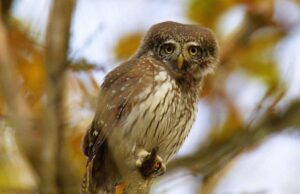 Справжній хижак: біля Чорнобиля побачили найменшу сову України Справжній-хижак:-біля-Чорнобиля-побачили-найменшу-сову-України