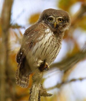 Справжній-хижак:-біля-Чорнобиля-побачили-найменшу-сову-України