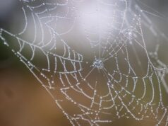 У Європі знайшли найбільше павутиння у світі, де живуть понад 100 тисяч павуків У-Європі-знайшли-найбільше-павутиння-у-світі,-де-живуть-понад-100-тисяч-павуків