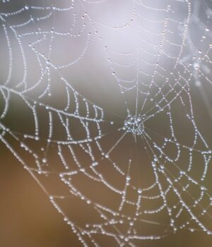 У-Європі-знайшли-найбільше-павутиння-у-світі,-де-живуть-понад-100-тисяч-павуків У-Європі-знайшли-найбільше-павутиння-у-світі,-де-живуть-понад-100-тисяч-павуків