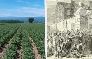 Жорстокий урок природи: один овоч ледь не вбив цілу європейську націю, – Forbes Жорстокий-урок-природи:-один-овоч-ледь-не-вбив-цілу-європейську-націю,-–-forbes