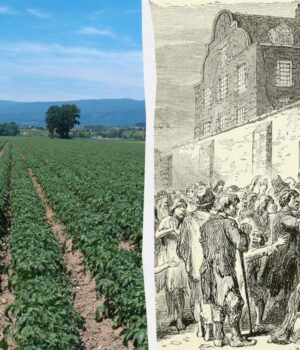 Жорстокий-урок-природи:-один-овоч-ледь-не-вбив-цілу-європейську-націю,-–-forbes Жорстокий-урок-природи:-один-овоч-ледь-не-вбив-цілу-європейську-націю,-–-forbes