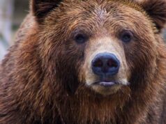 Японія розгорнула війська через велику кількість нападів ведмедів Японія-розгорнула-війська-через-велику-кількість-нападів-ведмедів