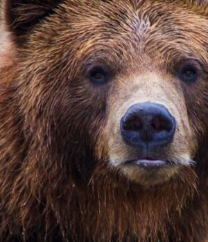 Японія-розгорнула-війська-через-велику-кількість-нападів-ведмедів Японія-розгорнула-війська-через-велику-кількість-нападів-ведмедів