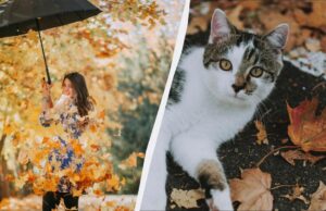 Заборонено робити 3 речі – накличете горе: прикмети про свято 7 листопада 2025 Заборонено-робити-3-речі-–-накличете-горе:-прикмети-про-свято-7-листопада-2025