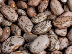 Як зберігати квасолю, щоб у ній не завелися жучки Як-зберігати-квасолю,-щоб-у-ній-не-завелися-жучки