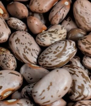 Як-зберігати-квасолю,-щоб-у-ній-не-завелися-жучки Як-зберігати-квасолю,-щоб-у-ній-не-завелися-жучки