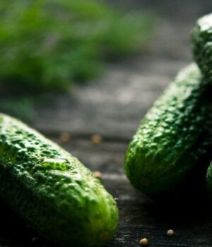 В-Україні-різко-здешевшали-огірки:-що-стоїть-за-тенденцією В-Україні-різко-здешевшали-огірки:-що-стоїть-за-тенденцією