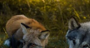 На Волині – нашестя зграй вовків та лисиць На-Волині-–-нашестя-зграй-вовків-та-лисиць