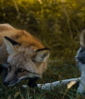 На-Волині-–-нашестя-зграй-вовків-та-лисиць На-Волині-–-нашестя-зграй-вовків-та-лисиць