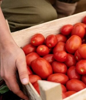 В-Україні-різко-змінилися-ціни-на-помідори