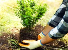 У Луцьку посадять 60 катальп уздовж вулиці У-Луцьку-посадять-60-катальп-уздовж-вулиці