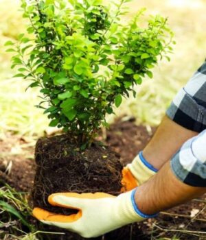 У-Луцьку-посадять-60-катальп-уздовж-вулиці У-Луцьку-посадять-60-катальп-уздовж-вулиці