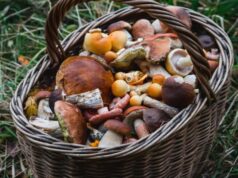 На Волині поліція знайшла грибника, якому стало зле у лісі На-Волині-поліція-знайшла-грибника,-якому-стало-зле-у-лісі